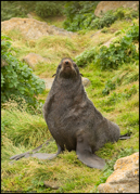 PINNIPEDS, WEASELS, OTTERS, AND OTHER MAMMALS